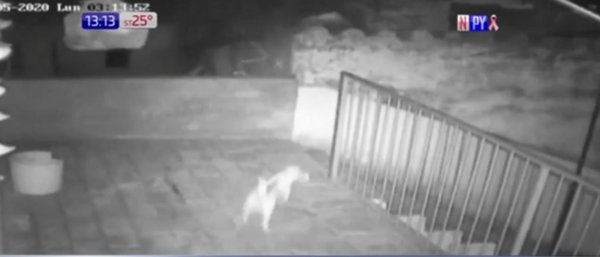 ¡Cuidado perrito bravo! supuesto ladrón sale corriendo | Noticias Paraguay