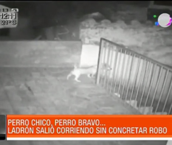 Pequeño y valiente perro logra ahuyentar a delincuente