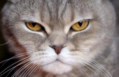 El gato ruso que 'hace milagros' y que venden por más de 120 mil dólares - SNT