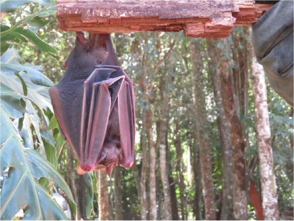 El murciélago: Un animal con mala reputación, pero clave para el ecosistema