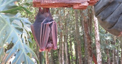 La Nación / Mes del Murciélago: buscan concientizar sobre la importancia para los ecosistemas