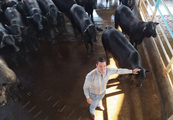 Agroganadera Concepción realizó faenas Ultra Black: animales más jóvenes y con más calidad de carne