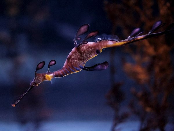 Nacen por primera vez en Europa los bellos dragones de mar