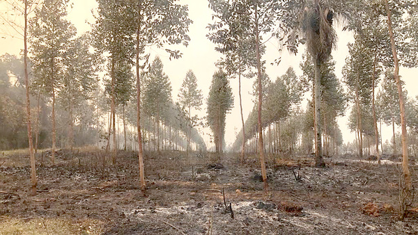 Sector forestal reporta pérdidas por las invasiones e incendios