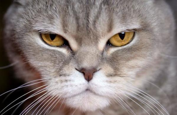 El gato ruso que 'hace milagros' y que venden por más de 120 mil dólares - C9N