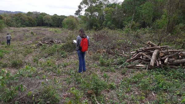 Constatan tala ilegal de madera nativa - Nacionales - ABC Color