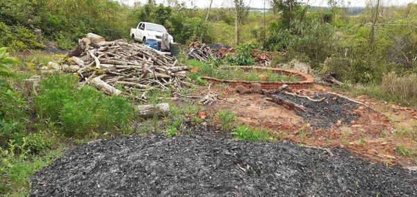 CONSTATAN TALA ILEGAL DE MADERA NATIVA