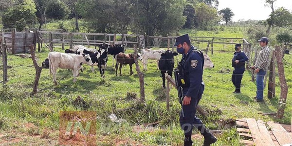 ABIGEATO DE TRES VAQUILLAS FUE DENUNCIADO EN SAN PEDRO DEL PNÁ