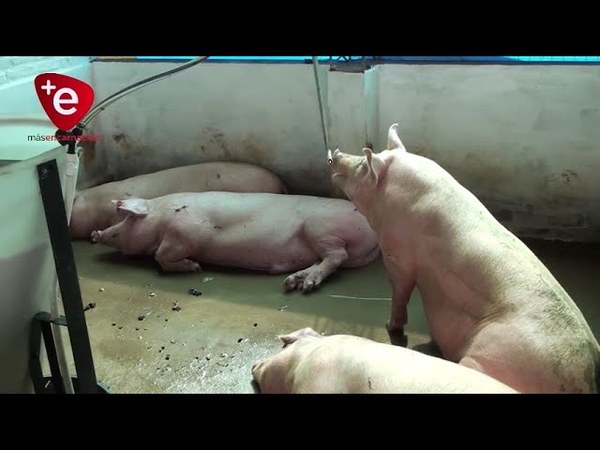 CADA VEZ MÁS GANADEROS APUESTAN POR LA PRODUCCIÓN PORCINA EN ITAPÚA