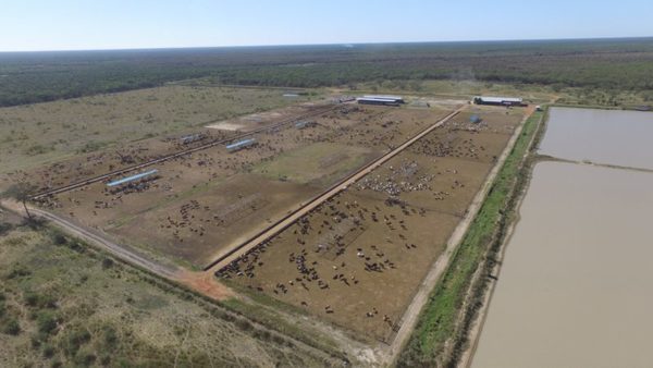 Hotelería animal en el Chaco: “Una herramienta con márgenes interesantes para el ganadero”