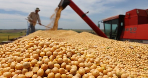 La Nación / Cultivos de soja no son causantes del fenómeno de La Niña, según especialistas