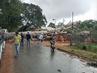 Exigen a Comuna de San Lorenzo que se ocupe de eucaliptos en peligro de caída - Nacionales - ABC Color