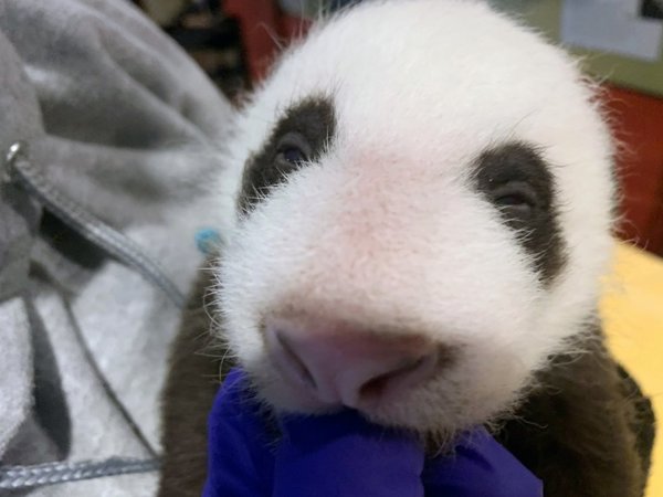 El zoo de Washington revela el sexo de su último bebé panda