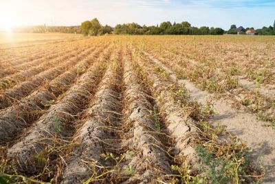 Sequía total en los suelos dificulta el inicio de la siembra de soja - MarketData