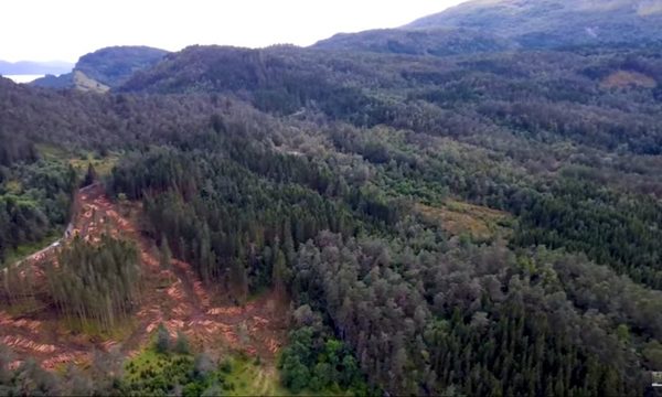 Deforestar es la solución