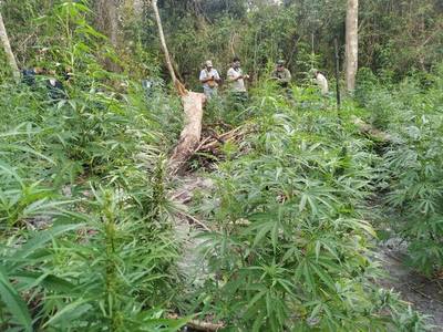 CONCRETAN CORTE Y DESTRUCCIÓN DE MARIHUANA EN SAN RAFAEL DEL PNÁ. 