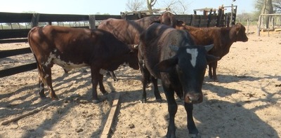 Fortín Caballero: Situación de sequía e incendios pone en jaque a los productores