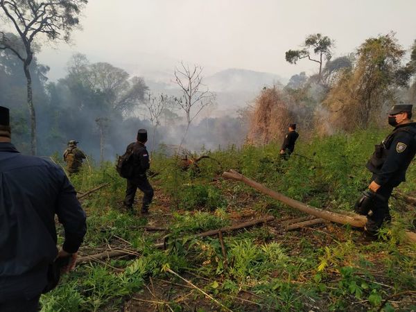 Destruyen cultivos de marihuana en San Rafael del Paraná - Nacionales - ABC Color