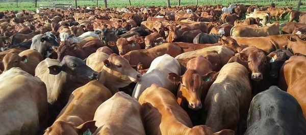 Se frenó la suba de precios por las haciendas gordas a frigoríficos exportadores