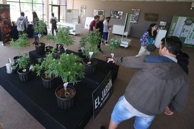 El cannabis medicinal, un negocio «de tiempo» que crece, dice experto un uruguayo - MarketData