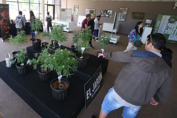 El cannabis medicinal, un negocio «de tiempo» que crece, dice experto un uruguayo - MarketData