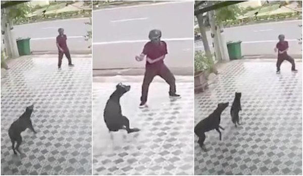 Crónica / Arriero evita ataque de perro onda Karate Kid