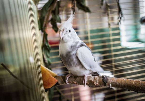 Cómo introducir una nueva ave en casa - Mascotas - ABC Color