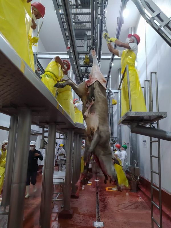 Frigonorte retomó actividades y faenará 12 mil animales al mes