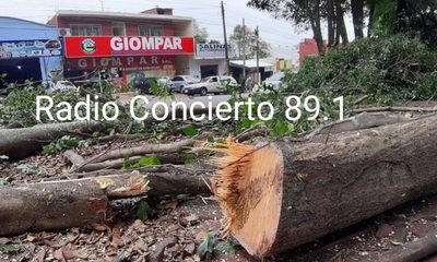 Instan a evitar poda y tala de árboles en CDE