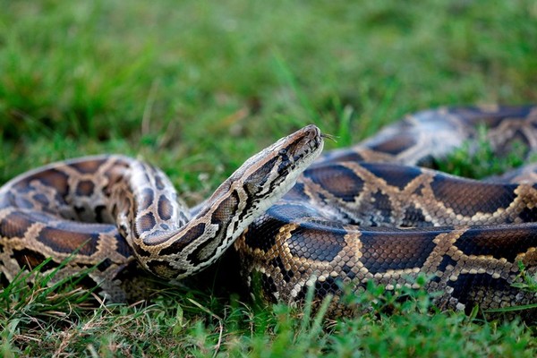 Capturan serpiente pitón de más de 6,1 metros de largo a 50 km de Miami » Ñanduti
