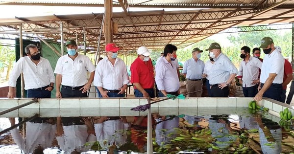 La Nación / Productores de banana recibieron insumos agrícolas