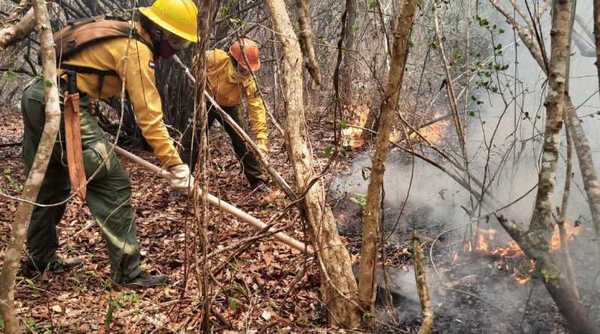 Incendios se van cobrando miles de espacios verdes en  parques y reservas naturales