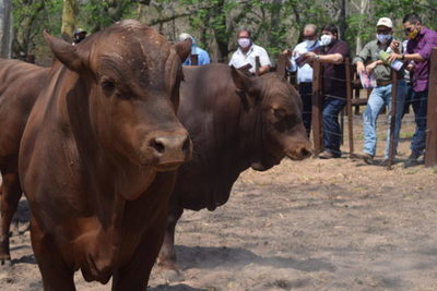 El Rodeo remata Senepol “medidos” y “con índices positivos” de la Central de Pruebas de El Álamo