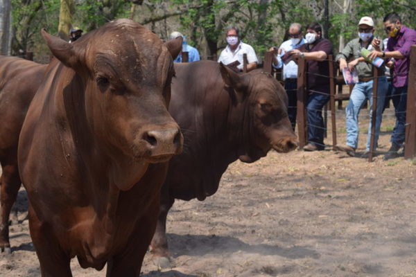 El Rodeo remata Senepol “medidos” y “con índices positivos” de la Central de Pruebas de El Álamo