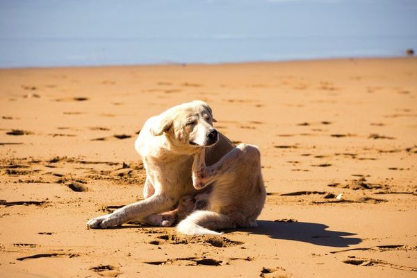 En Brasil, endurecen penas para el maltrato a perros y gatos - Mascotas - ABC Color