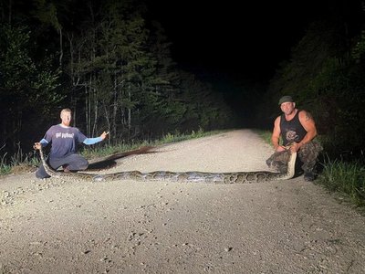 Cazadores capturan una serpiente pitón de más de 6,1 metros de largo