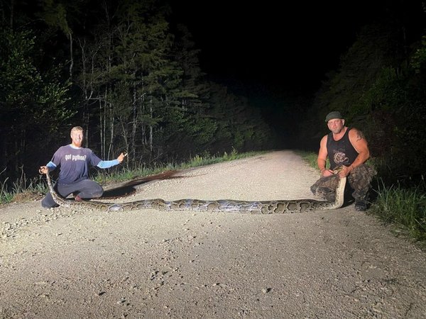 Cazadores capturan una serpiente pitón de más de 6,1 metros de largo