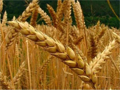 Argentina aprueba  "pionero" trigo transgénico resistente a la sequía