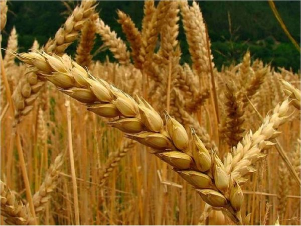 Argentina aprueba "pionero" trigo transgénico resistente a la sequía