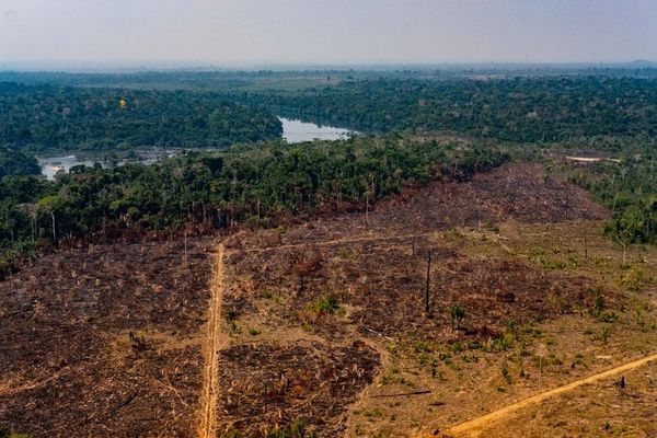 Deforestación en Amazonía brasileña supera 7.000 km2 hasta septiembre - Mundo - ABC Color