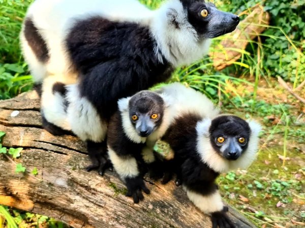 Crías de lemur rufo se convierten en la sensación del zoo de Zagreb