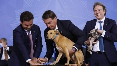 Brasil: Sancionan ley que endurece penas para los que maltraten a perros y gatos