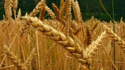 ARGENTINA APRUEBA UN «PIONERO» TRIGO TRANSGÉNICO RESISTENTE A LA SEQUÍA