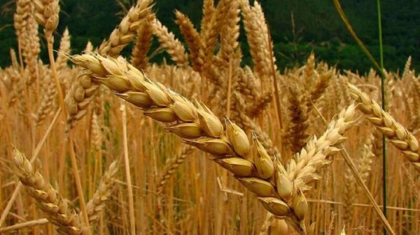 ARGENTINA APRUEBA UN «PIONERO» TRIGO TRANSGÉNICO RESISTENTE A LA SEQUÍA