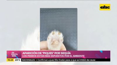 Los perros están expuestos a los piques que aparecen debido a la sequía - Ensiestados - ABC Color