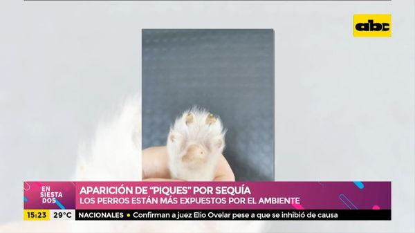 Los perros están expuestos a los piques que aparecen debido a la sequía - Ensiestados - ABC Color