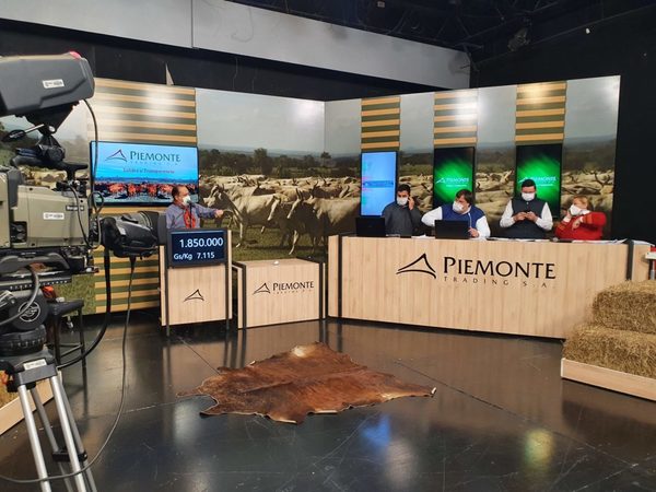 Mañana sábado, Piemonte vende más de 900 cabezas de invernada por televisión