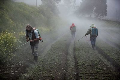 Costa Rica liderará el mejoramiento genético de cultivos en Centroamérica - MarketData