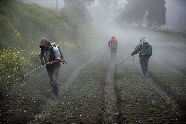 Costa Rica liderará el mejoramiento genético de cultivos en Centroamérica - MarketData