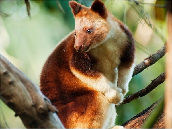 Estudio alerta de la amenaza sobre especies raras y su papel ecológico clave